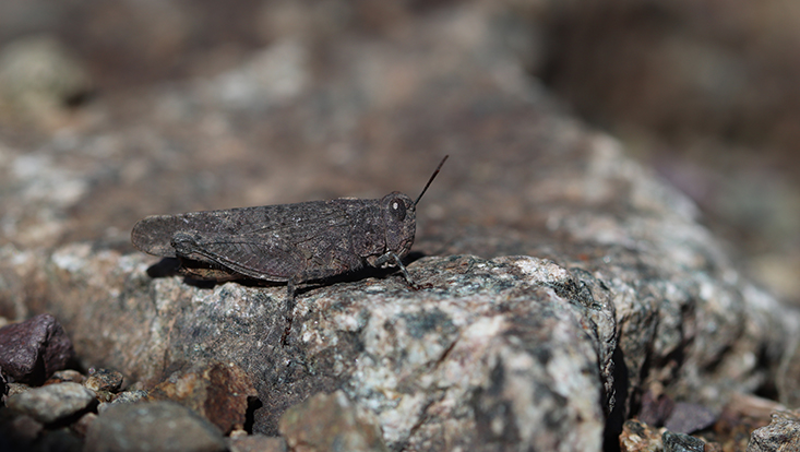thalpomena azureipennis hoher atlas