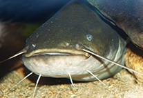Fischatlas