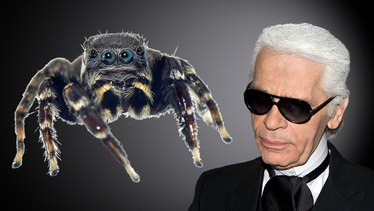 Jotus karllagerfeldi