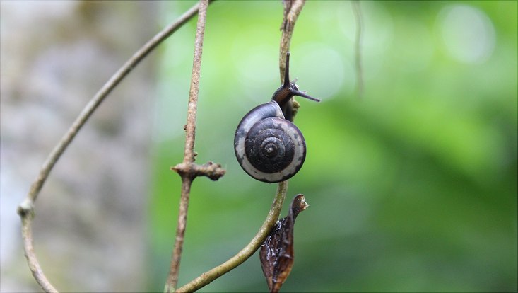 Landouria menorehensis