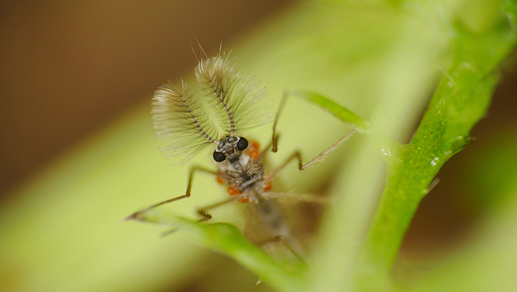 Büschelmücke Männchen mit mitreisenden Milben