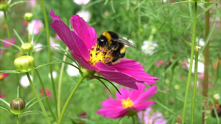 Eine Biene schnuppert an einer lilalen Blume.