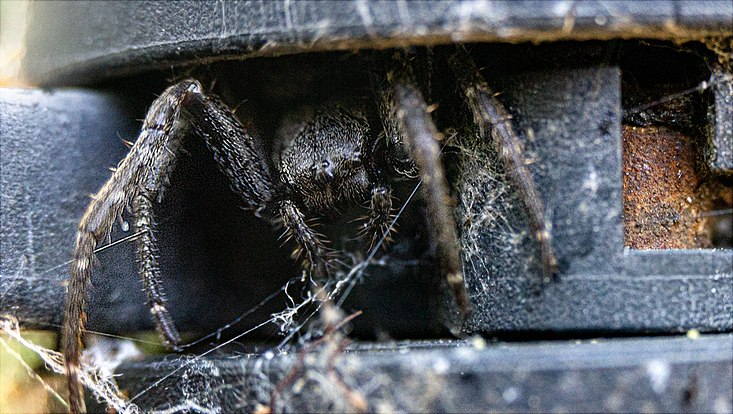 Spinne in Fahrradschaltung