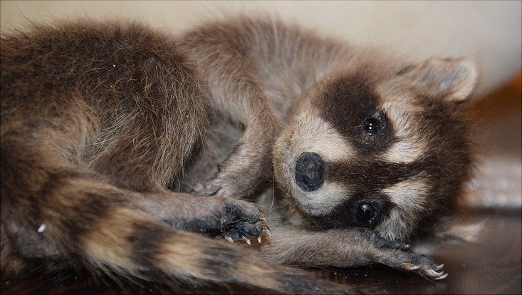 Streicheltier Waschbär