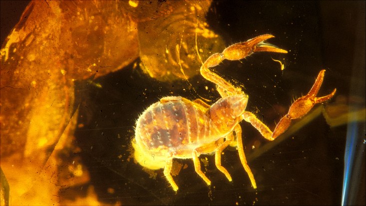 Pseudoskorpion