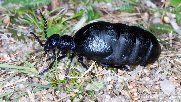 Meloe proscarabaeus
