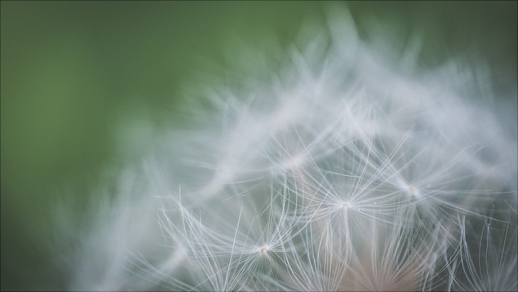 Eine Pusteblume ist aus sehr kurzem Abstand fotografiert.