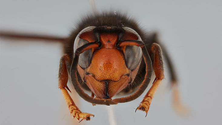 Vespa velutina nigrithorax