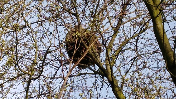 Nest der Hornisse