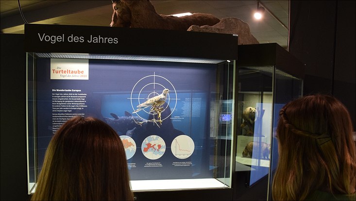 Vitrine zum Vogel des Jahres 2020