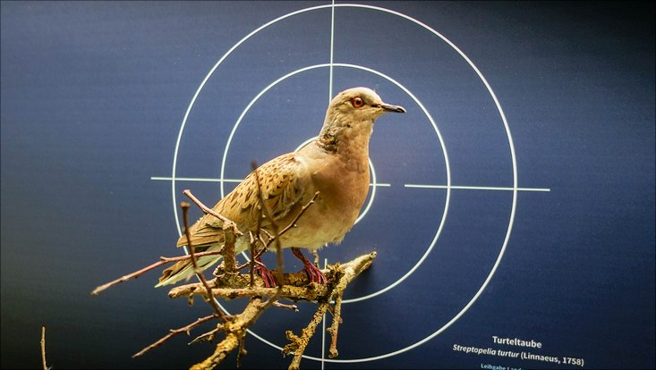 Vitrine zum Vogel des Jahres 2020