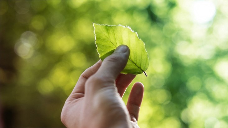 Blatt für Nachhaltigkeit
