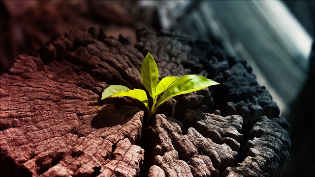 Change Management Coach 640x361 c. khlongwangchao/AdobeStock