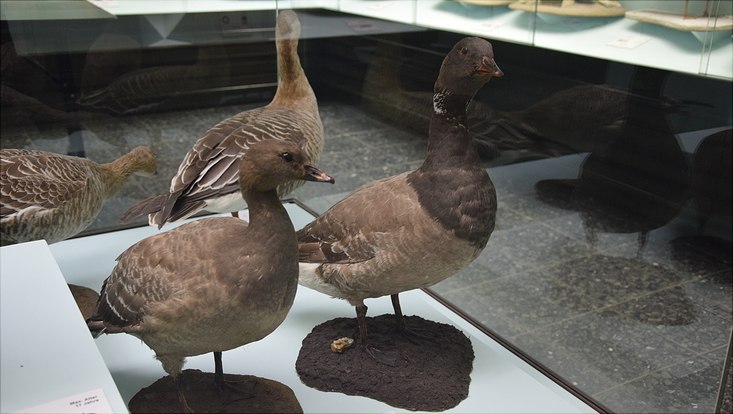 In der Ausstellung des Zoologischen Museums sind zwei Ringelgänse zu sehen, die aus Amrum und Dithmarschen stammen (um 1960). Auch Ringelgänse sind nachweislich Überträgerinnen von Grippeviren.