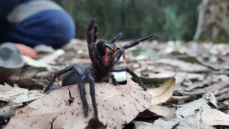 Die Trichternetzspinne (Atrax robustus) lebt mitten in Sydney. Nach dem Guiness-Buch der Rekorde ist sie die gefährlichste Spinne der Welt.
